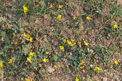 Crotalaria medicaginea var. neglecta